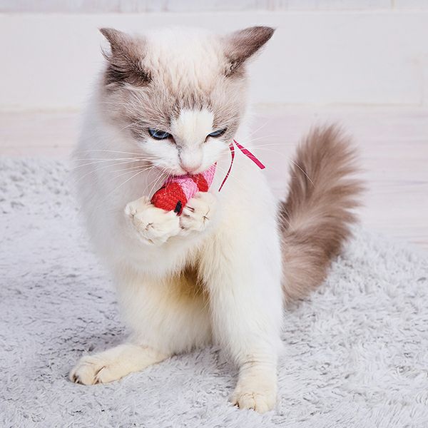 Petio Electronic Ebi with Catnip-Infused "Squeak" Toy - Image 5
