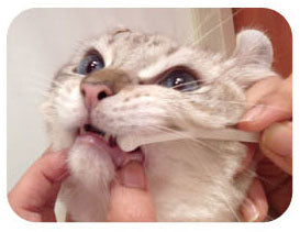 MIND UP Toothbrush Micro Head for Cats - Image 3