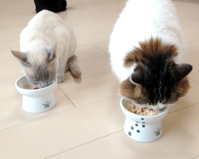 Necoichi Elevated Whiskers-Friendly Cat Food Bowl in Ergonomic Porcelain - Regular Size - Image 14