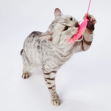 Petio Baby Fish Dental Care & Tooth Cleaning Teaser - Image 3
